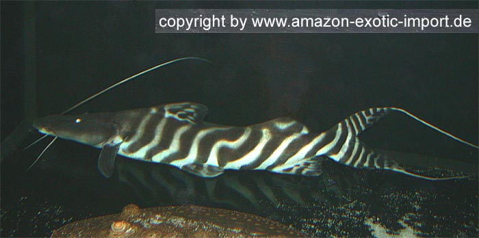 Προπαραγγελία Τροπικά ψάρια γλυκού νερού. Merodontotus_tigrinus_1