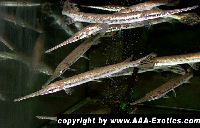 Προπαραγγελία Τροπικά ψάρια γλυκού νερού. Lepisosteus_osseus