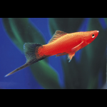Xiphophorus helleri red 4cm