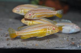 Melanochromis 	auratus "albino" 3-4cm