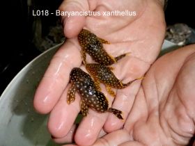 L 018 Baryancistrus sp 6-8cm